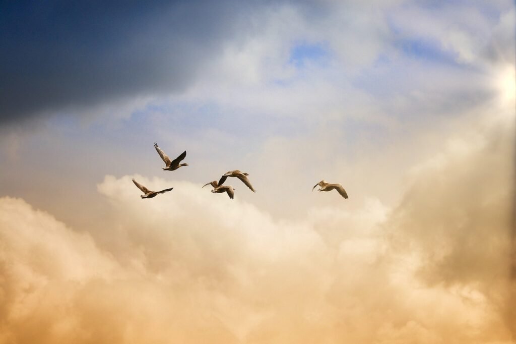 birds, flying, nature, freedom, ducks, heaven, animals, wildlife, sunset